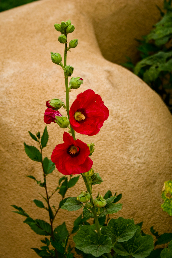 Hollyhock